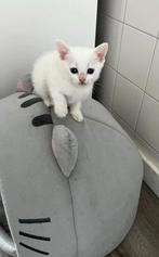 Witte Rus  – 3 Kortharige Poesjes – te koop, Dieren en Toebehoren, Katten en Kittens | Raskatten | Korthaar, Meerdere dieren, Ontwormd