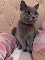 Kitten, Dieren en Toebehoren, Kater, Gechipt, 0 tot 2 jaar