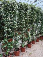 Toscaanse jasmijn  220/230 cm vol knop beginende bloem, Tuin en Terras, Planten | Struiken en Hagen, Ophalen, Overige soorten