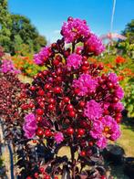 Lagerstroemia Raspberry Sorbet / ‼️‼️ 3 halen 2 betalen ‼️‼️, Tuin en Terras, In pot, Zomer, Volle zon, Bolboom