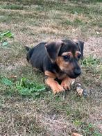 Mooi lieve jack russel pup, Dieren en Toebehoren, Honden | Jack Russells en Terriërs, Jack Russell Terriër, Reu, CDV (hondenziekte)