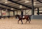 Lieve recreatie-/gezelschapspony te koop, Dieren en Toebehoren, Pony's, Ruin