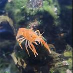 Prachtige CPO Dwergkreeftjes (Oranje) – Gezond en Actief!, Kreeft, Krab of Garnaal