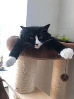kattenoppas VOOR DE POES in Reeuwijk, Meerdere dieren