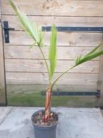 Washingtonia robusta 6 terras/kamerplant, Ophalen, Overige soorten, Volle zon