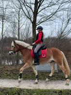 Mooie grote sport Haflinger ruin, Dieren en Toebehoren, Pony's, Ruin, E pony (1.48m - 1.57m), Met stamboom, 7 tot 10 jaar