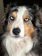 Border collie blue merle dekreu, 6 jaar of ouder, Reu, Meerdere, Nederland
