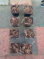 8x Imperata Cylindrica Red Baron - Japans Bloedgras, Tuin en Terras, Planten | Tuinplanten, Ophalen, Volle zon, Vaste plant, Siergrassen