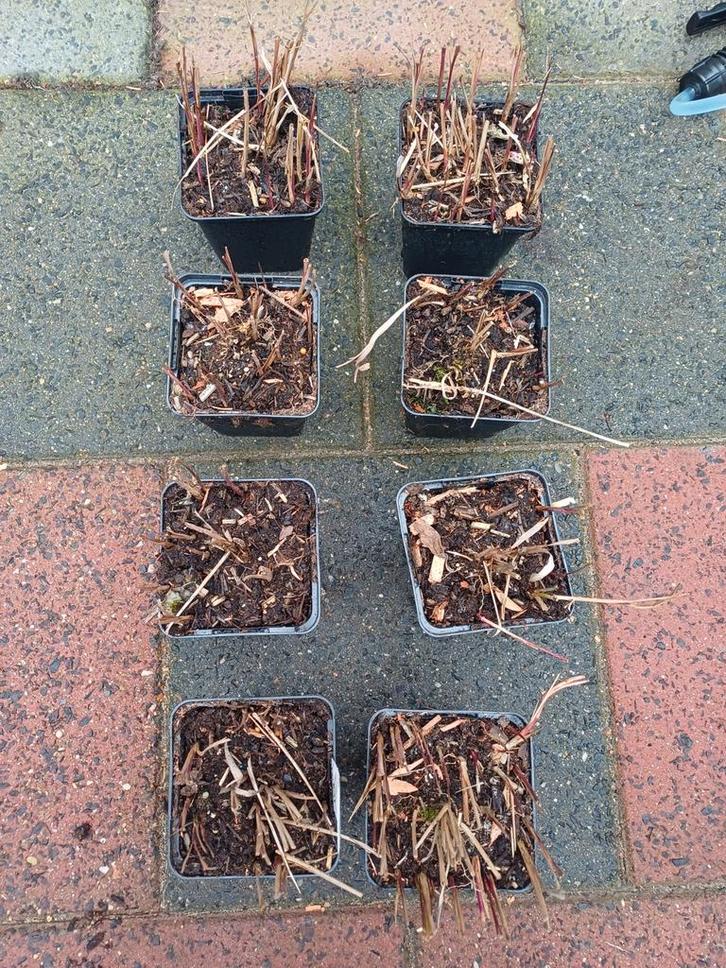 8x Imperata Cylindrica Red Baron - Japans Bloedgras, Tuin en Terras, Planten | Tuinplanten, Vaste plant, Siergrassen, Volle zon