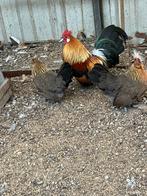 Prachtig trio Hollandse krielen, Dieren en Toebehoren, Meerdere dieren, Kip