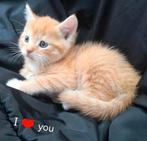Prachtige kittens x ragdoll, Dieren en Toebehoren, Katten en Kittens | Overige Katten, Meerdere dieren, Kortharig, 0 tot 2 jaar