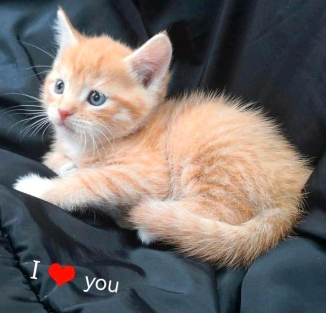 Prachtige kittens x ragdoll, Dieren en Toebehoren, Katten en Kittens | Overige Katten, Kortharig, Meerdere dieren, 0 tot 2 jaar
