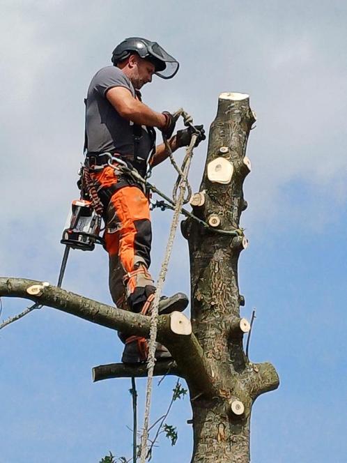 Bomen snoeien verwijderen heggensnoeien, Tuin en Terras, Planten | Bomen, Overige soorten, Volle zon, Ophalen of Verzenden
