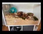 Extra grote DIY hamsterkooi, Dieren en Toebehoren, Minder dan 60 cm, Kooi, Gebruikt, Minder dan 75 cm
