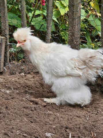 Usa zijdehoen Bruin mottled haantje beschikbaar voor biedingen