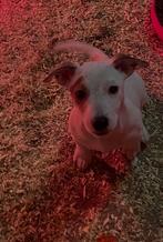 Super mooie Kruising JackRussel x Boerenfox, Dieren en Toebehoren, Honden | Niet-rashonden, Reu, CDV (hondenziekte), 8 tot 15 weken