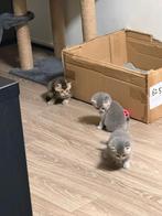 De kitten's mogen eindelijk hun nestje verlaten, Dieren en Toebehoren, Katten en Kittens | Overige Katten, Kater