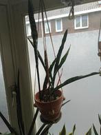 Sansevieria of Sanseveria, Snakeplant, Ophalen, Halfschaduw, Minder dan 100 cm