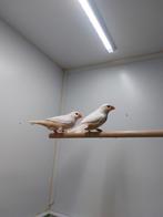 Zebravink isabel 2 poppen 2025, Dieren en Toebehoren, Vogels | Overige Vogels, Vrouwelijk