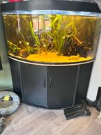 Juwel trigon 350l, Ophalen, Gebruikt, Gevuld zoetwateraquarium