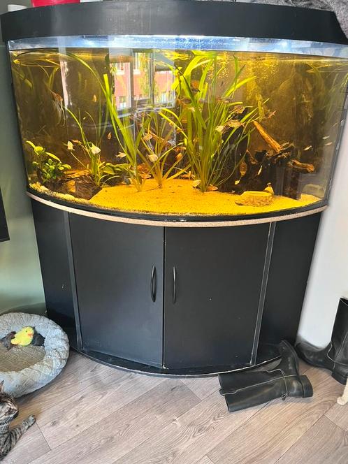 Juwel trigon 350l, Dieren en Toebehoren, Vissen | Aquaria en Toebehoren, Gebruikt, Gevuld zoetwateraquarium, Ophalen