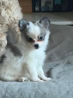 Pomchi Pups, Meerdere, Meerdere dieren, Nederland, Particulier