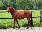 Lieve 4-jarige vosmerrie, zadelmak (Va Bene x San Amour), Dieren en Toebehoren, Paarden, Merrie, Gechipt, Zadelmak, Recreatiepaard
