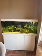 Zeer complete Juwel 450 aquariumset – ± 1 jaar oud, Ophalen, Zo goed als nieuw, Gevuld zoetwateraquarium