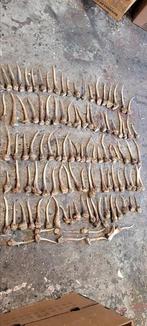 Spitser damhert geweien gewei jacht jagen Veluwe, Ophalen of Verzenden, Zo goed als nieuw, Hert, Gewei of Kop