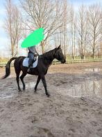 Lieve merrie, Dieren en Toebehoren, Paarden, Merrie, Recreatiepaard