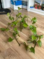 8x stukjes, Pothos, zonder vaas, Ophalen, Overige soorten, Minder dan 100 cm