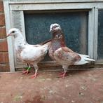 Kleurduiven., Mannelijk