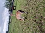 Te koop trekpaard hengsten, Dieren en Toebehoren, Hengst, 0 tot 2 jaar