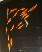 Japanse koi 35–41 cm – Kohaku, Sanke, Shiro-Utsuri, Dieren en Toebehoren, Vissen | Vijvervissen, Karper of Koi