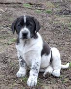 Lieve grote hond pups – sociaal & speels – FCI ouders, Fokker | Hobbymatig, 8 tot 15 weken, Buitenland, Parvo