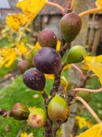 Ficus carica Osborn Prolific / vijgenboom / eetbaar ‼️, 100 tot 250 cm, Zomer, Ophalen, Volle zon