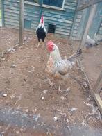 Leghorn Zilverpatrijs 5 hennen en 1 haan kippen te koop, Dieren en Toebehoren, Pluimvee, Meerdere dieren, Kip