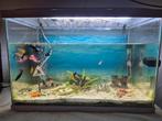 SuperFish Aquarium 60L – Complete set inclusief vis, Dieren en Toebehoren, Ophalen, Zo goed als nieuw, Gevuld zoetwateraquarium