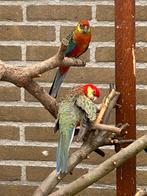 Koppel stanley rosella, Dieren en Toebehoren, Vogels | Parkieten en Papegaaien, Meerdere dieren, Parkiet, Geringd