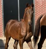 Sterk bewegend merrie veulen uit top merrielijn v.Powerbank, Dieren en Toebehoren, Paarden, Merrie, Minder dan 160 cm, Dressuurpaard