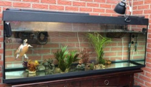 Aquarium met Schildpad (Emydura Subglobosa), Dieren en Toebehoren, Reptielen en Amfibieën, Schildpad, 3 tot 6 jaar, Met terrarium