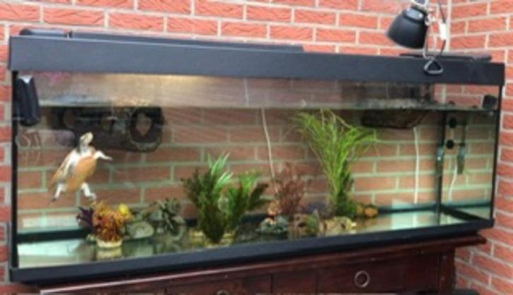 Aquarium met Schildpad (Emydura Subglobosa)