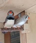 Koppels Forse Zebravinken, Dieren en Toebehoren, Vogels | Overige Vogels, Meerdere dieren, Tropenvogel, Geringd