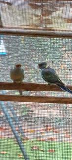 Barnard parkiet pop gevraagd en Overjarige man., Dieren en Toebehoren, Vogels | Parkieten en Papegaaien, Meerdere dieren, Parkiet
