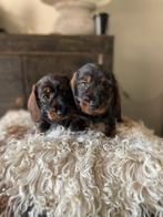 Teckel pups, Dieren en Toebehoren, 8 tot 15 weken, Teef, Dwerg, CDV (hondenziekte)