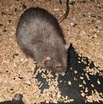 2 mannelijke ratten, Dieren en Toebehoren, Knaagdieren, Rat, Mannelijk, Tam, Oktober