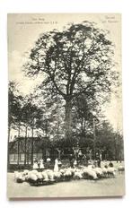 Den Berg Nunen - lindeboom, volk en schapen, Ophalen of Verzenden, Voor 1920, Ongelopen, Noord-Brabant