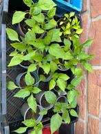 Biologische paprika. moestuin plantjes, planten, Tuin en Terras, Planten | Tuinplanten, Ophalen of Verzenden, Groenteplanten