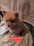 Pomeriaan  puppy's, Keeshond, Meerdere, Meerdere dieren, Nederland