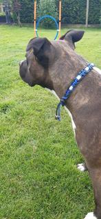 American Staffordshire terriër, Dieren en Toebehoren, American Staffordshire Terriër, Teef, Parvo, Eén hond